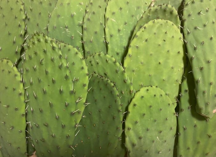 Nopales - Frais - 1kg